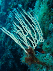 Eunicella singularis