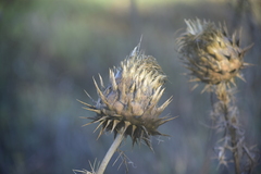 Ptilostemon chamaepeuce