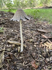 Coprinopsis picacea