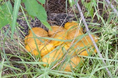 Omphalotus subilludens