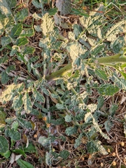 Erucastrum austroafricanum