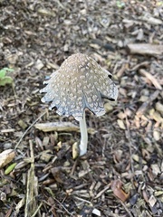 Coprinopsis picacea
