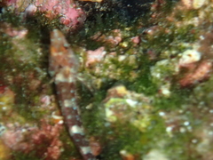 Blenniiformes