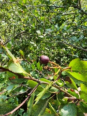 Crataegus douglasii