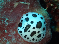 Peltodoris atromaculata