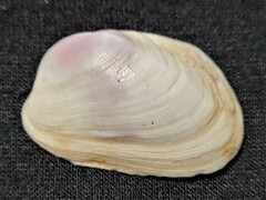 Trapezium oblongum