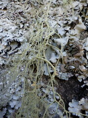 Usnea articulata