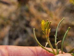 Erucastrum austroafricanum