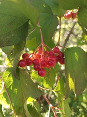 Viburnum opulus