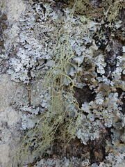 Usnea articulata