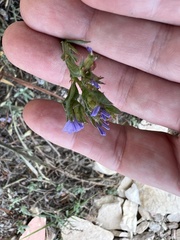 Angiospermae