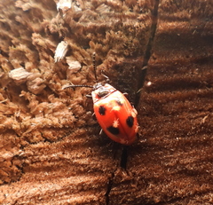 Endomychus coccineus