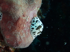 Peltodoris atromaculata