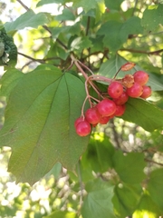 Viburnum opulus