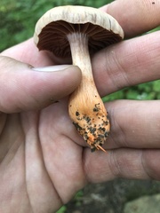 Cortinarius distans