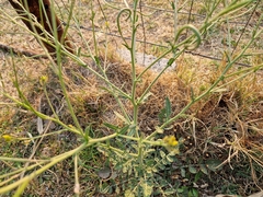 Erucastrum austroafricanum