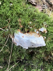 Heterobasidion annosum