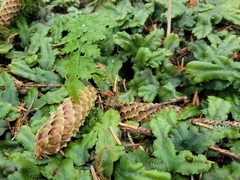 Conocephalum conicum