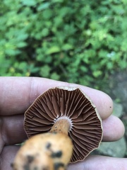 Cortinarius distans
