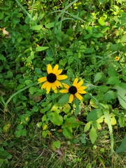 Rudbeckia