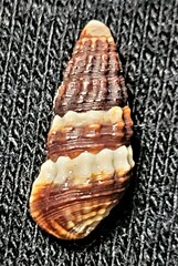 Lampanella minima