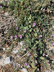 Kummerowia stipulacea