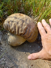 Calvatia craniiformis