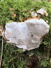 Heterobasidion annosum