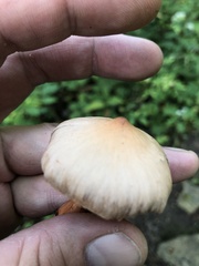 Cortinarius distans