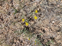 Senecio glaucus