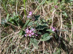 Origanum vulgare