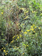 Thryothorus ludovicianus