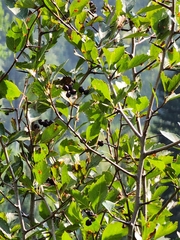 Crataegus douglasii