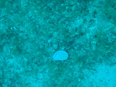 Haliotis tuberculata