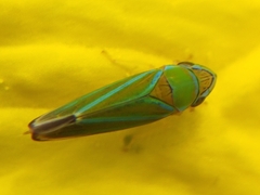 Graphocephala
