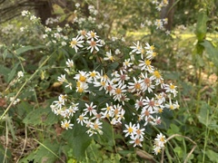 Eurybia divaricata