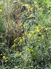 Thryothorus ludovicianus