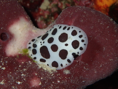Peltodoris atromaculata