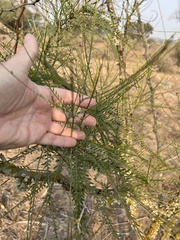 Parkinsonia aculeata