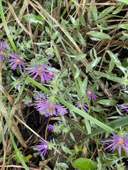 Symphyotrichum sericeum
