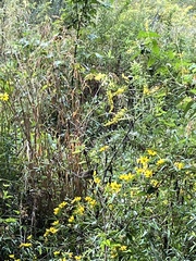 Thryothorus ludovicianus