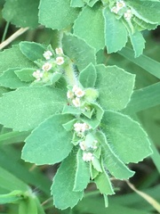 Euphorbia stictospora