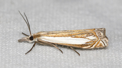Crambus pascuella