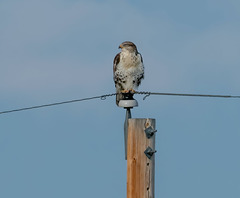 Buteo regalis
