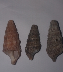 Cerithium vulgatum