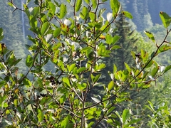Crataegus douglasii