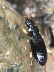 Patrobus longicornis