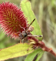 Ropalidia guttatipennis