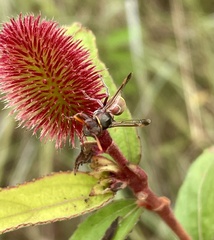 Ropalidia guttatipennis