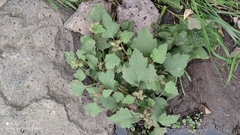 Xanthium orientale
